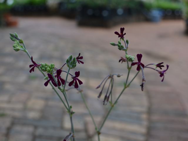 Pelargonium sidoides flowers and buds