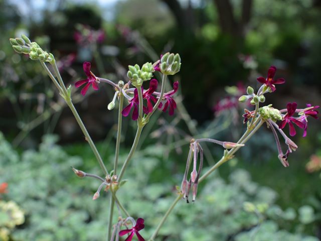 Pelargonium sidoides flowers
