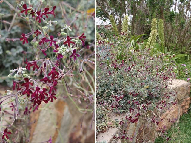 Pelargonium sidoides indigenous plants for rockeries