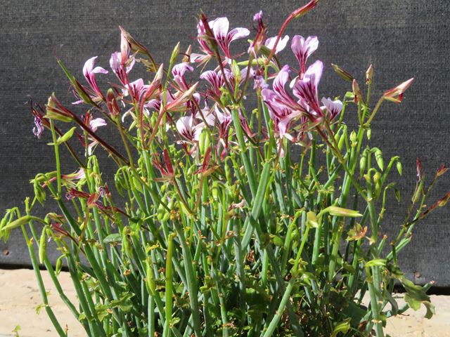 Pelargonium tetragonum rare in cultivation available at Random Harvest Nursery