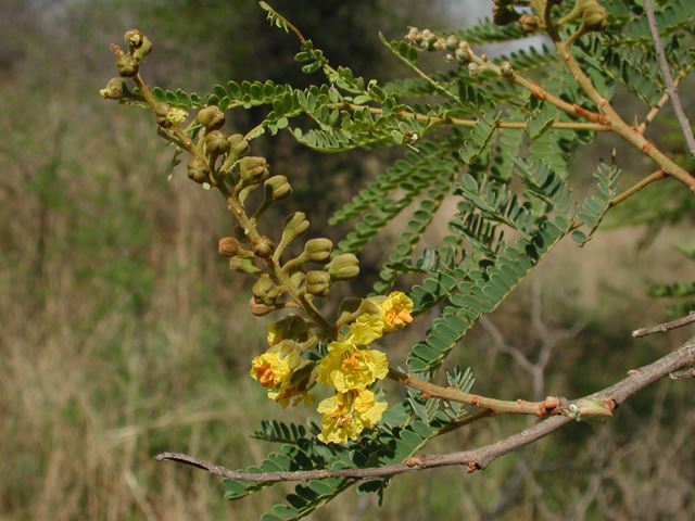 Peltophorum africanum inflorescence