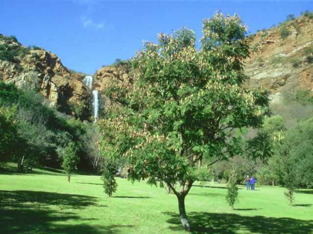 Peltophorum africanum tree at Walter Sisulu Botanical Gardens
