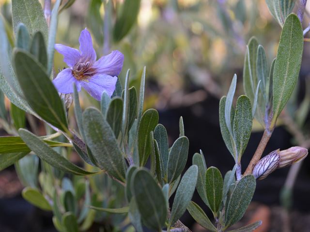 Petalidium oblongifolium indigenous evergreen flowering perennial