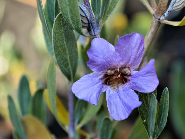 Petalidium oblongifolium nectar rich blue flowers