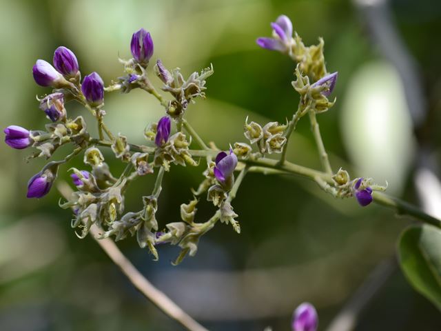 Philenoptera violacea flower detail