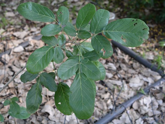 Philenoptera violacea leaf