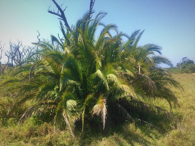 Phoenix reclinata clump forming palm Isimagaliso Wetland Reserve