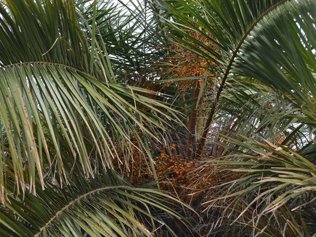 Phoenix reclinata iSundu Wild Date Palm