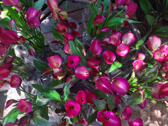 Pink arums for sale Zantedeschia rehmannii