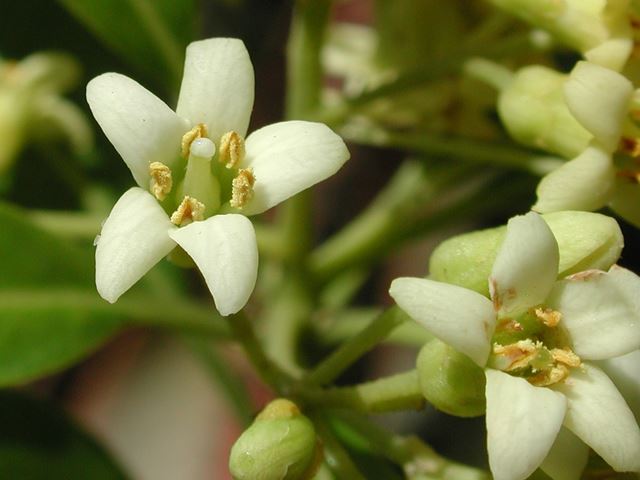 Pittosporum viridiflorum flower close up