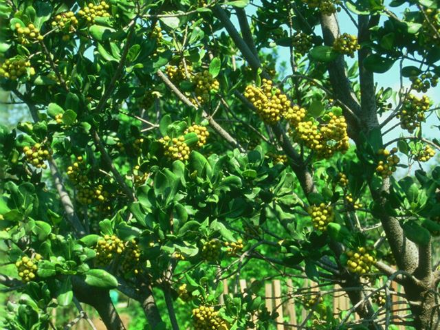 Pittosporum viridiflorum in fruit at Random Harvest Nursery