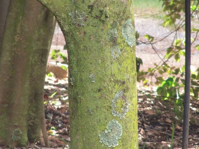 Pittosporum viridiflorum stem bark