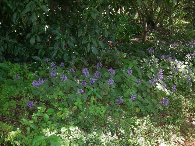 Plectranthus ambiguus flowering bedding plant for shade