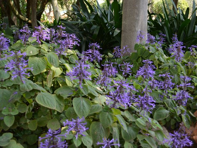 Plectranthus ambiguus flowers and leaves