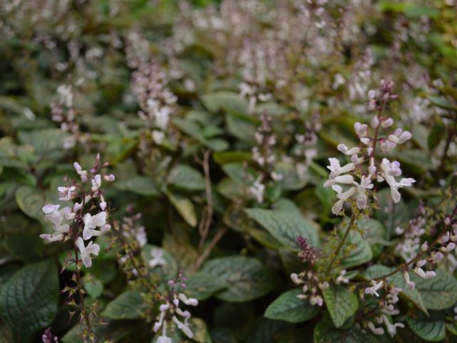 Plectranthus ciliatus leaves and flowers