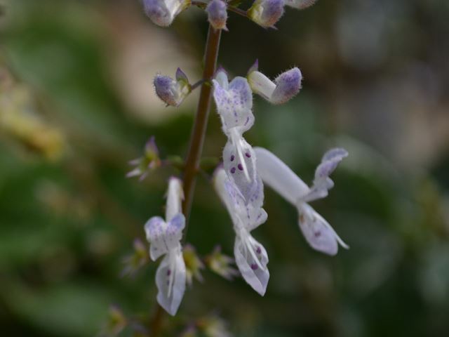 Plectranthus madagascarensis var aliciae flower spike