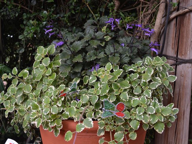 Plectranthus madagascarienses container plants for semi shade