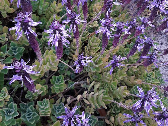 Plectranthus neochilus groundcover with strong smelling leaves and purple flowers