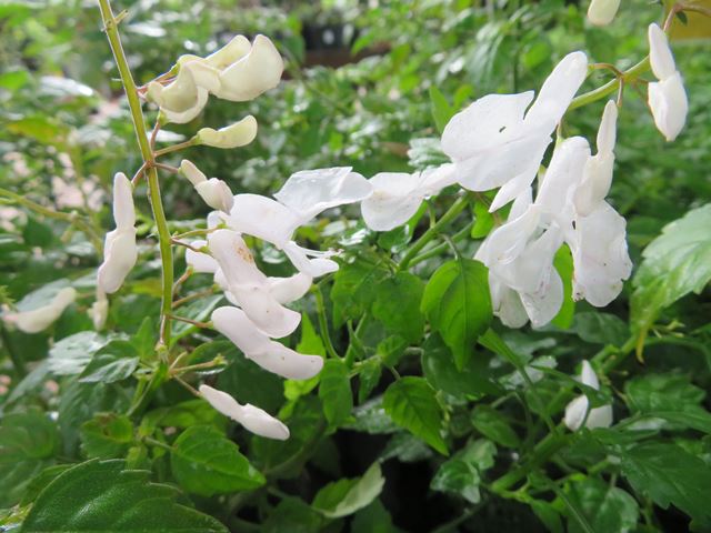 Plectranthus saccatus White Evergreen shrubs for shade and semi shade gardens