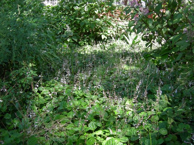 Plectranthus verticillatus groundcover for shade