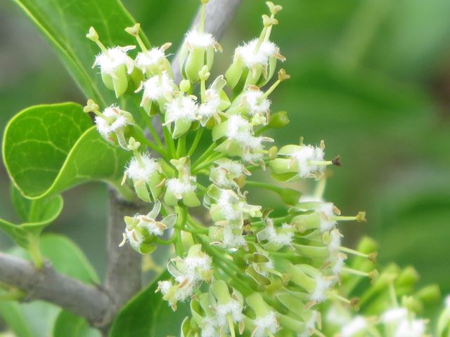 Plectroniella armata flowers