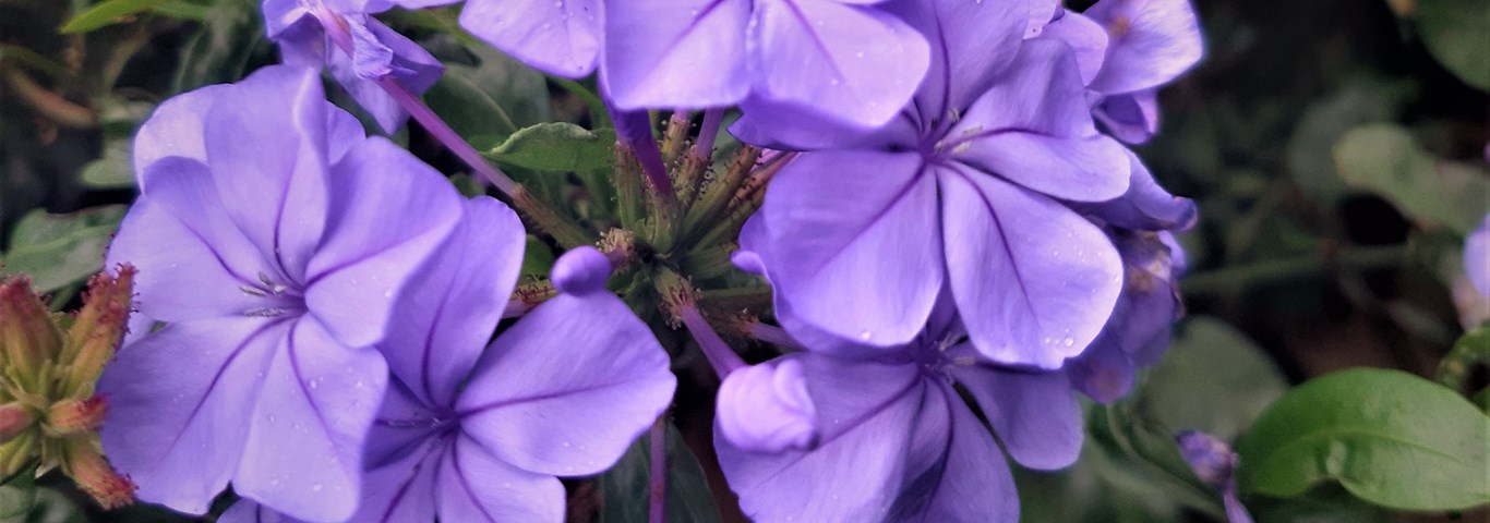 Plumbago auriculata Blue