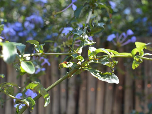 Plumbago auriculata blue leaves on stem