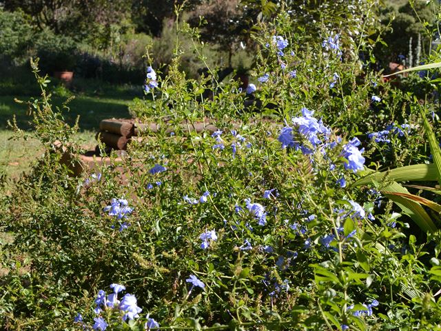 Plumbago auriculata blue scrambling bush