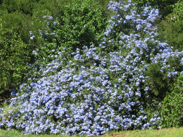 Plumbago auriculata blue shrub
