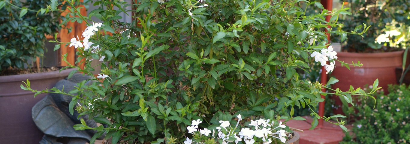 Plumbago auriculata White