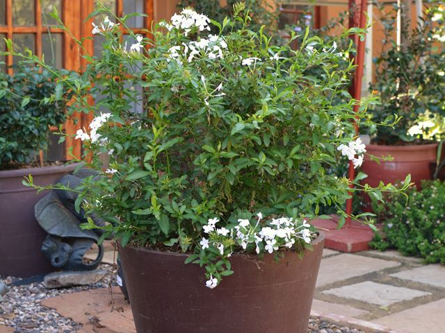Plumbago auriculata white container plant