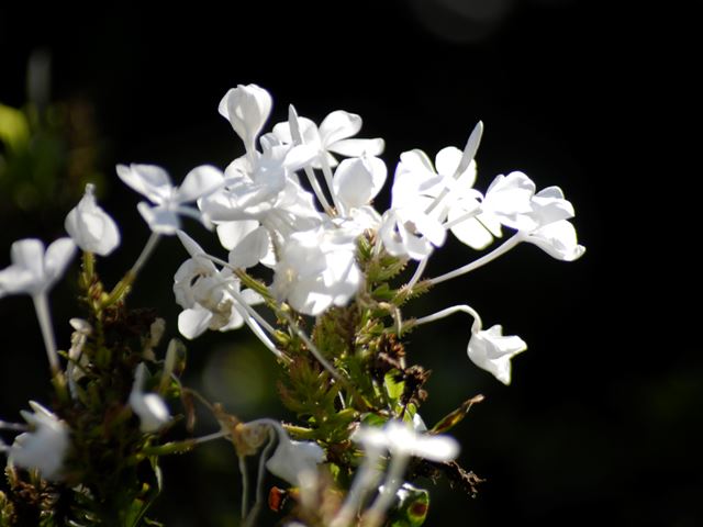 Plumbago auriculata white flowers 1