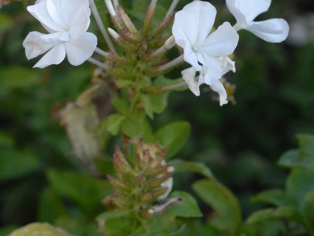 Plumbago auriculata white flowers 2