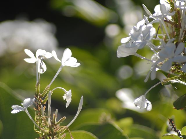Plumbago auriculata white flowers sticky calyx