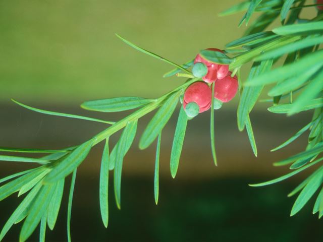 Podocarpus elongatus fruit