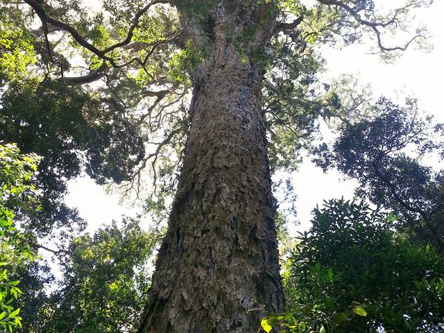 Podocarpus falcatus The Big Tree Tsitsikamma