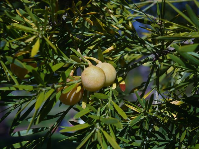 Podocarpus falcatus fruit