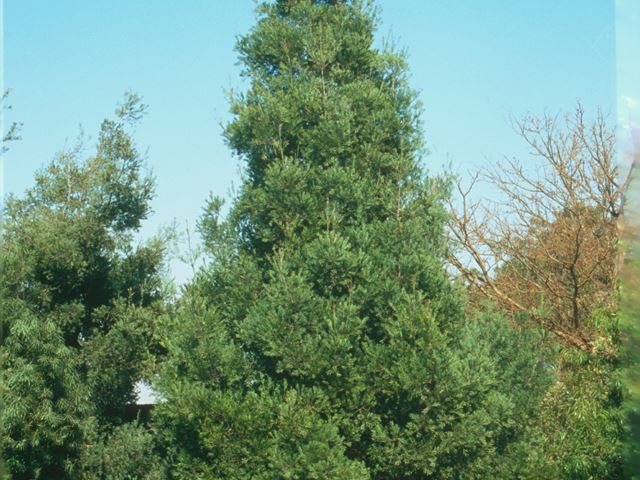 Podocarpus falcatus tree 1
