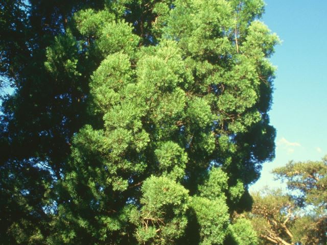 Podocarpus falcatus tree