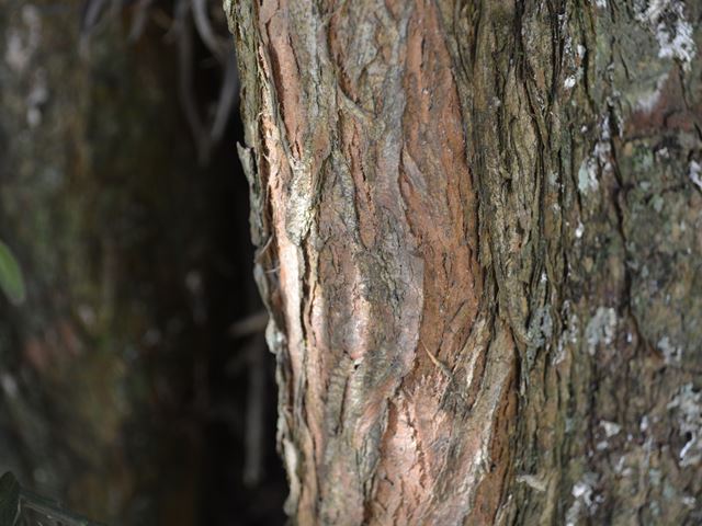 Podocarpus henkellii bark