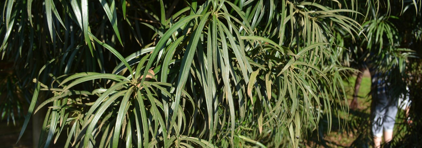 Podocarpus henkelii