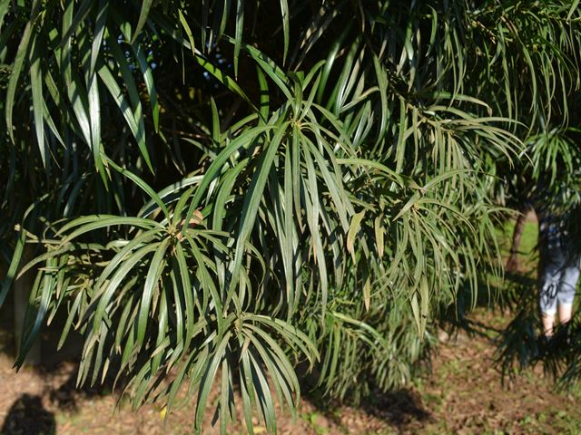 Podocarpus henkellii long thin leaves