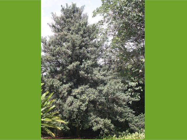 Podocarpus latifolius large evergreen indigenous tree