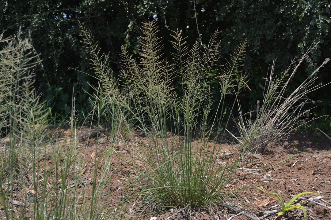 Pogonarthria squarrosa Herringbone Grass Sekelgras