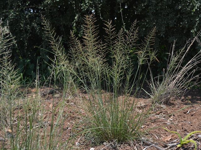 Pogonarthria squarrosa Highveld grass