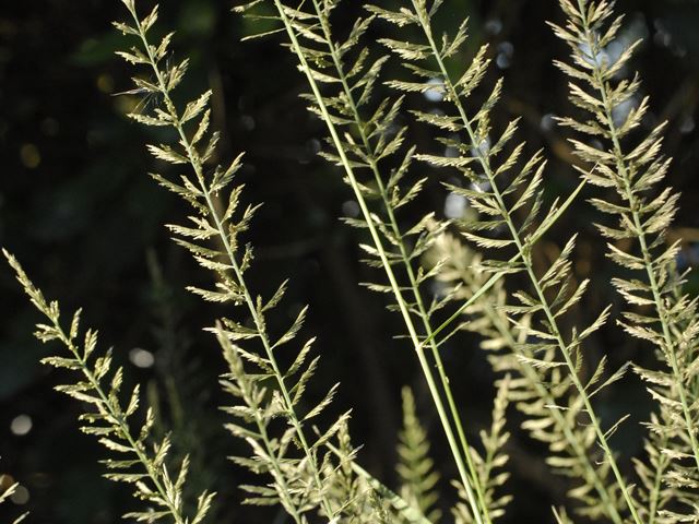 Pogonarthria squarrosa herringhone grass