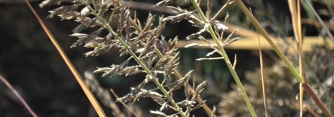 Pogonarthria squarrosa