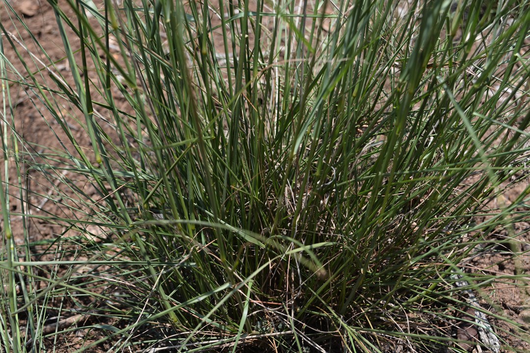 Pogonarthria squarrosa Herringbone Grass Sekelgras