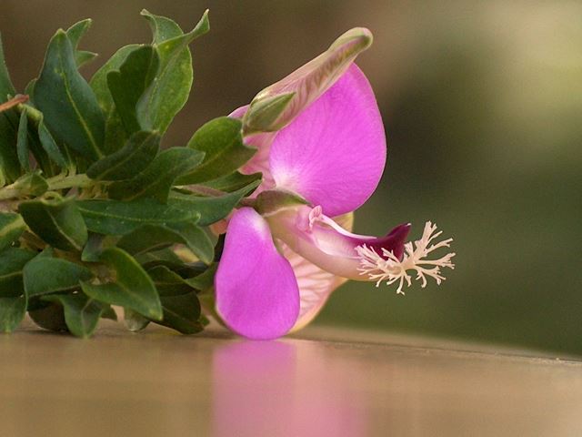 Polygala myrtifolia flower 1