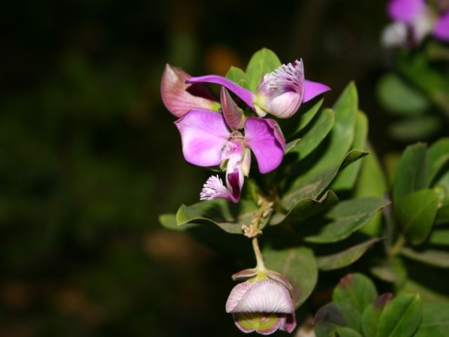 Polygala myrtifolia flower 2
